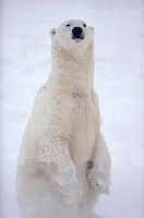 Polarbear